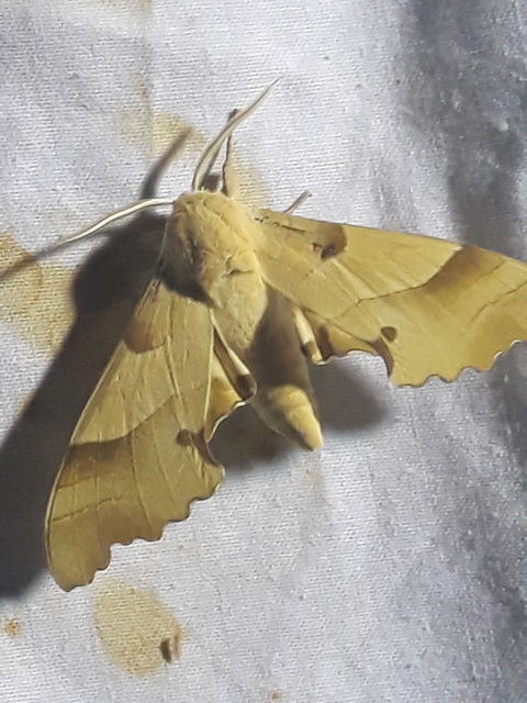 Marumba quercus - tölgyfaszender