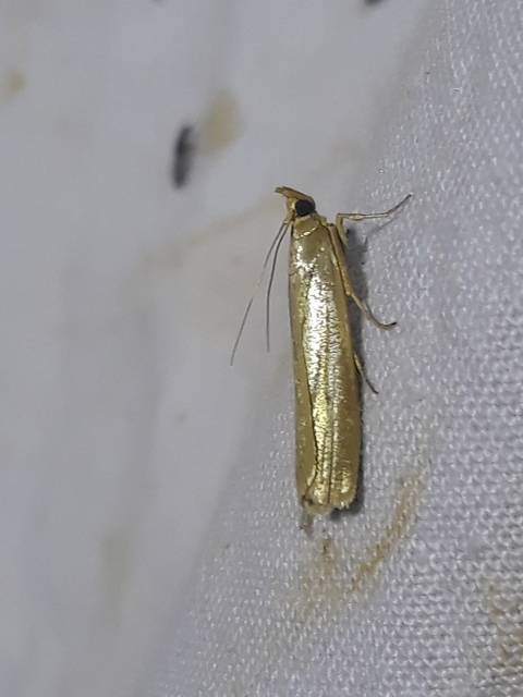 Selagia argyrella - ezüstös karcsúmoly