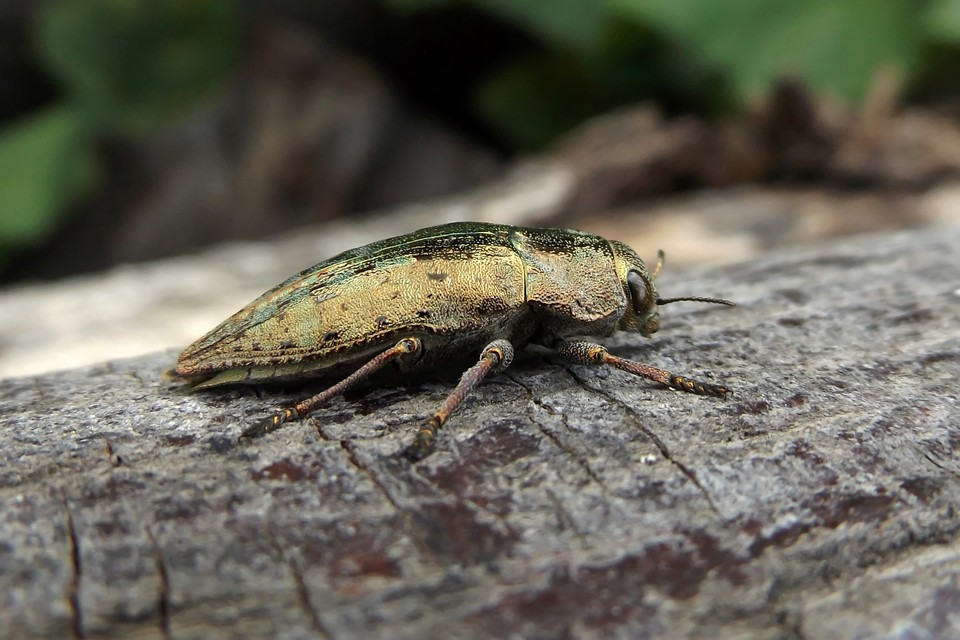 Dicerca berolinensis - bükkfa-díszbogár