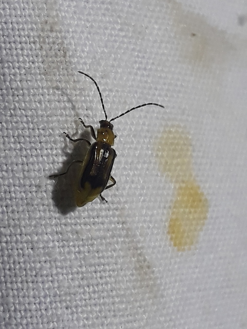 Diabrotica virgifera - amerikai kukoricabogár