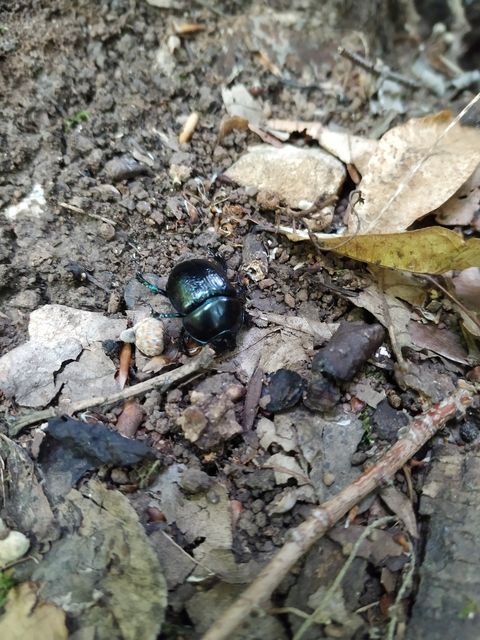 Anoplotrupes stercorosus - erdei álganéjtúró