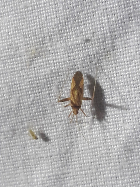 Phytocoris