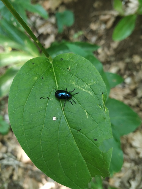 Chrysochus asclepiadeus - tündöklő méreggyiloklevelész