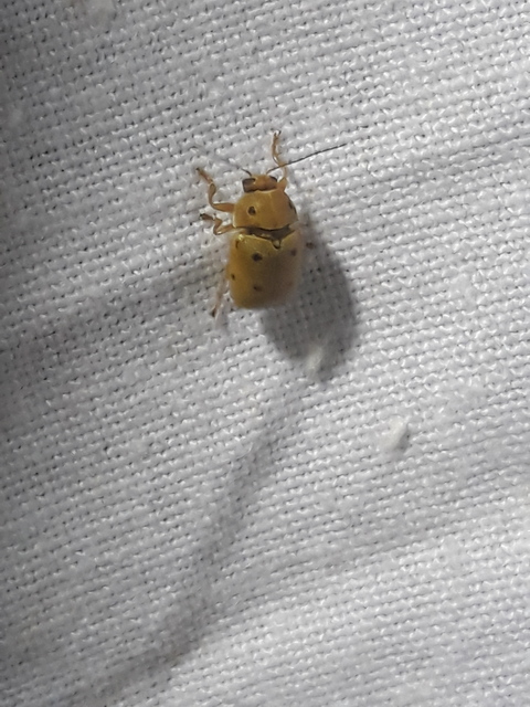 Cryptocephalus octomaculatus - nyolcfoltos zömökbogár