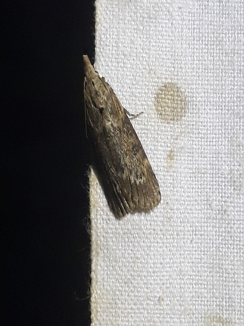 Lamoria anella - törmelékmoly