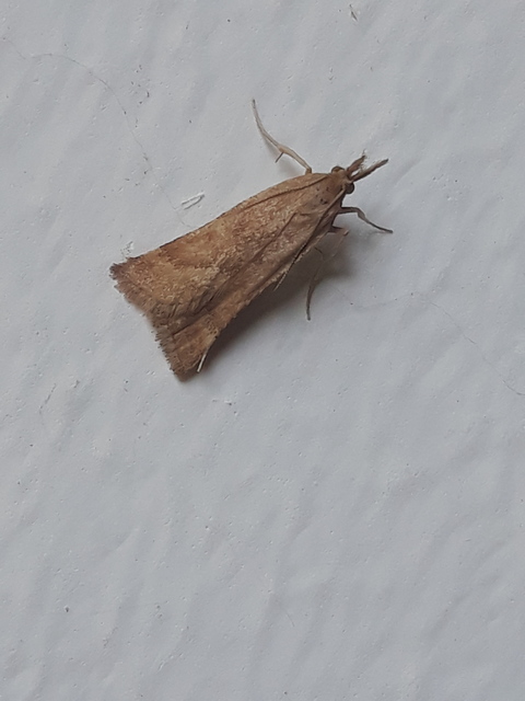 Synaphe punctalis - hosszúlábú fényilonca