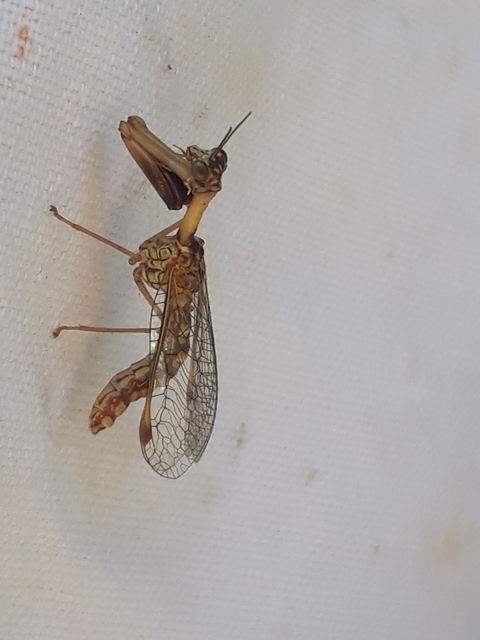 Mantispa styriaca - kétszínű fogólábú-fátyolka