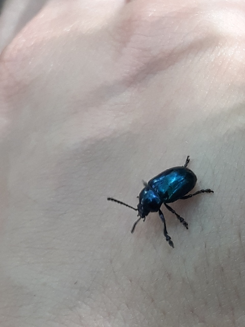 Chrysochus asclepiadeus - tündöklő méreggyiloklevelész
