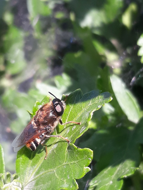 Stratiomys