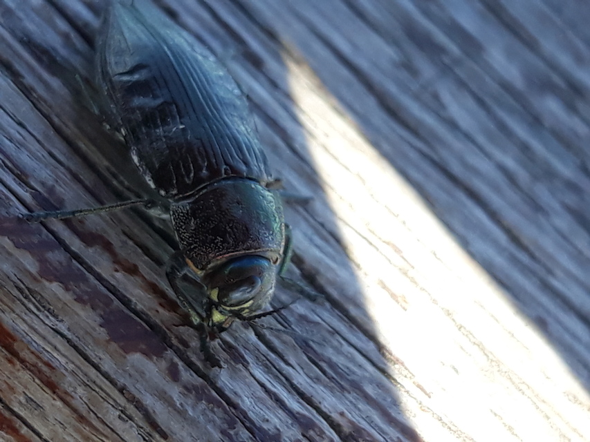 Buprestis haemorrhoidalis - foltosfejű díszbogár
