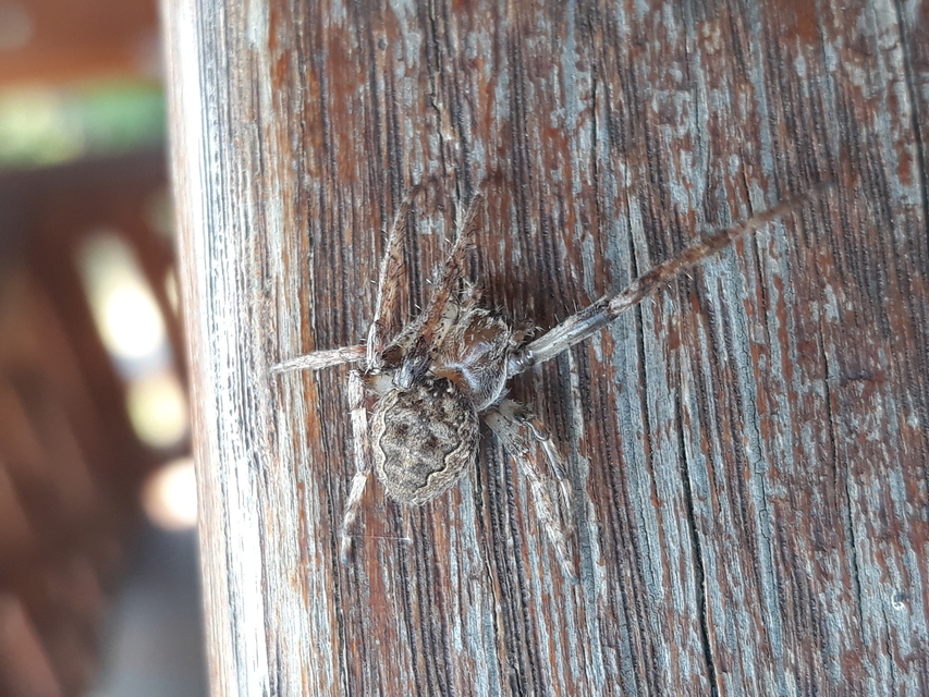 Larinioides ixobolus - ereszalji keresztespók