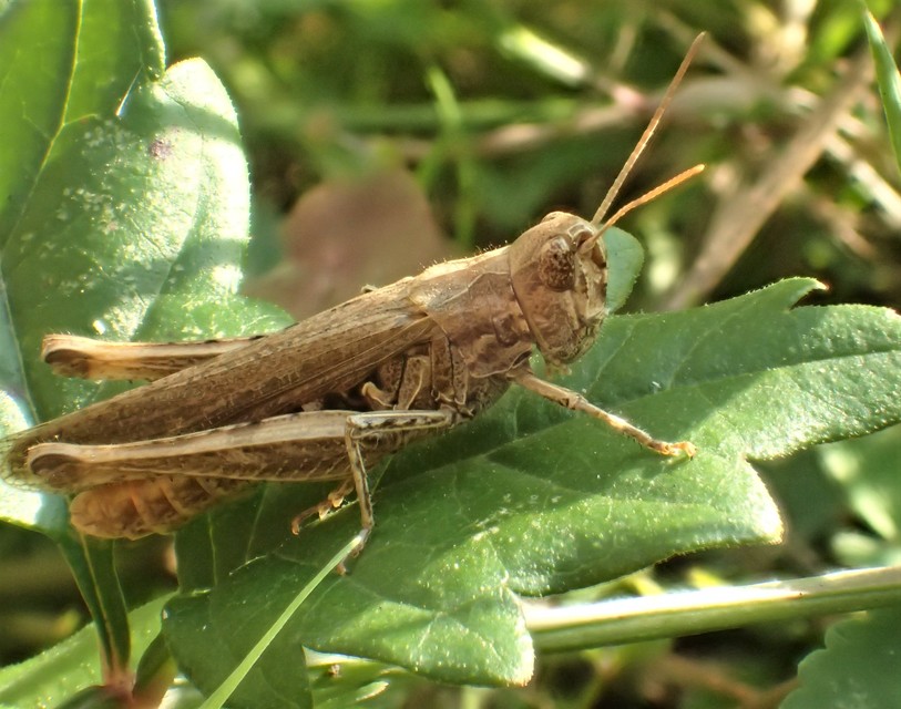 Chorthippus brunneus - közönséges tarlósáska