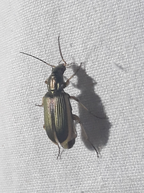 Chlaenius spoliatus - csupasz bűzfutó
