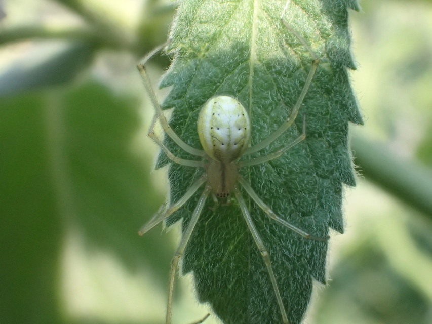 Enoplognatha ovata/latimana