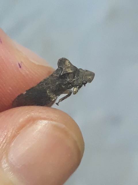 Ledra aurita - füleskabóca