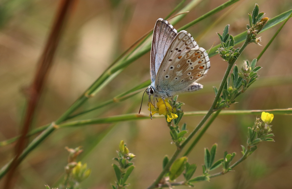 Polyommatus coridon - ezüstkék boglárka