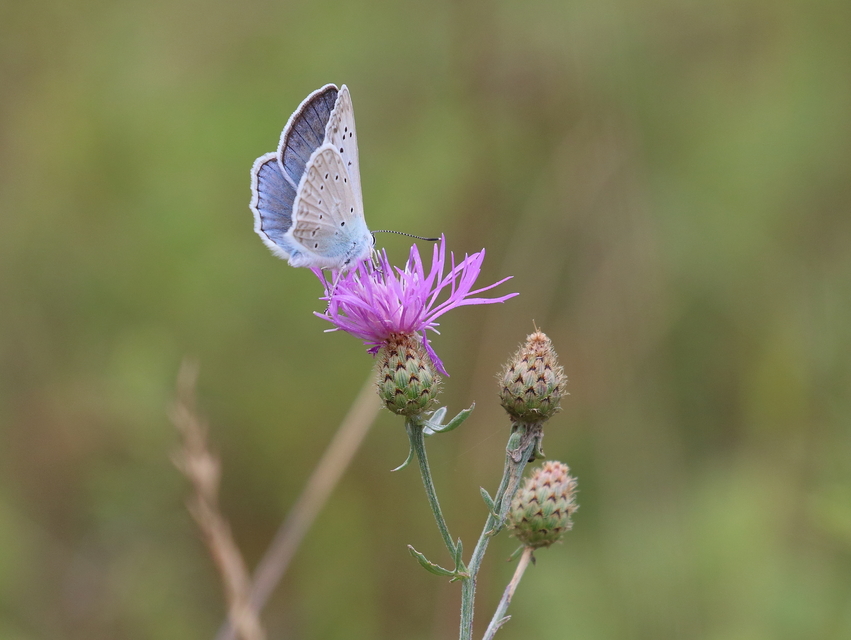 Polyommatus daphnis - csipkés boglárka