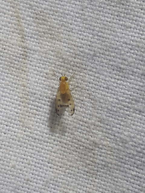 Homoneura notata