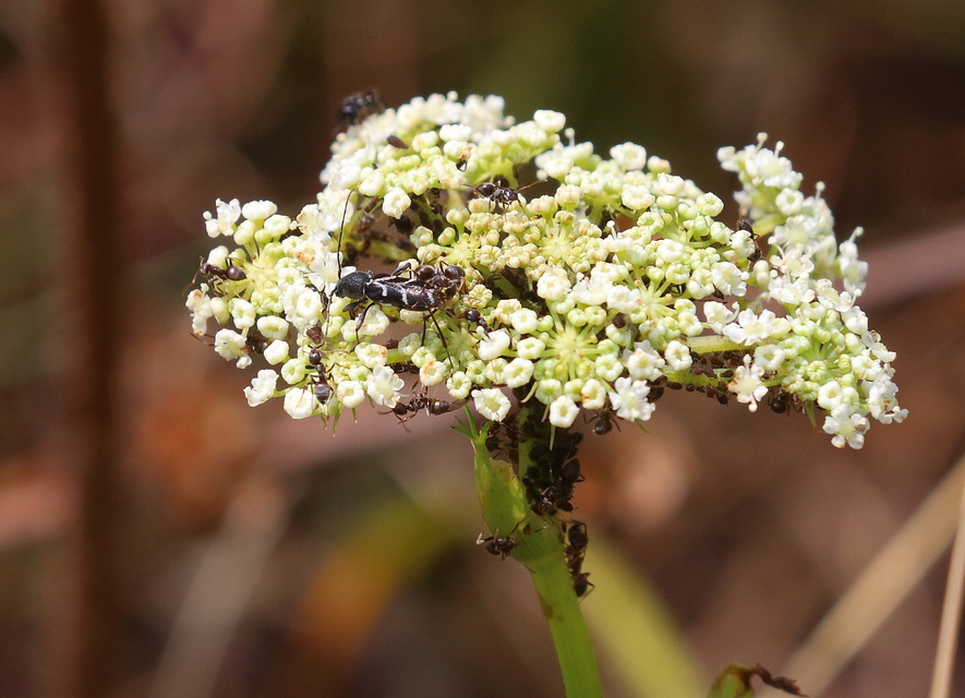 Chlorophorus sartor - feketevállú darázscincér