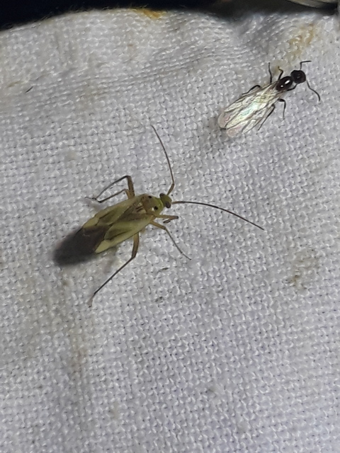 Adelphocoris lineolatus - lucernapoloska