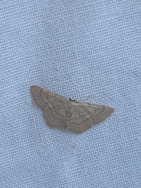 Idaea obsoletaria rufularia - sárgás apróaraszoló