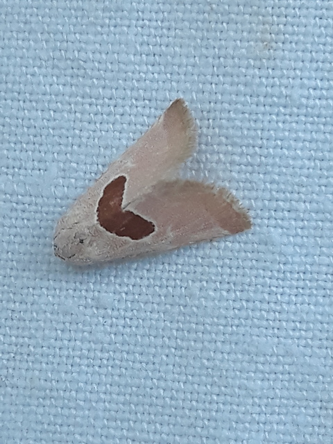 Calymma communimacula - pajzstetűfaló bagoly