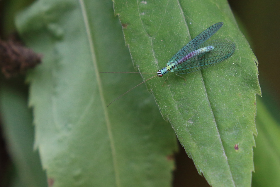 Chrysopa perla - aranyszemű fátyolka
