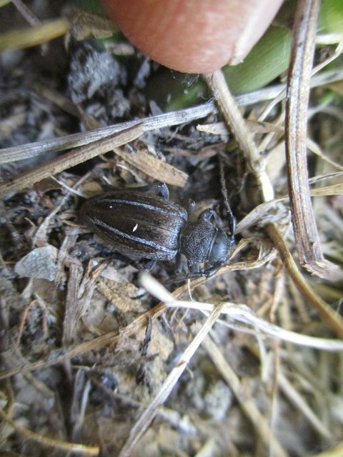 Neodorcadion bilineatum - kétsávos földicincér