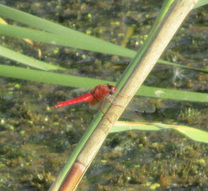 Crocothemis erythraea - skarlát szitakötő