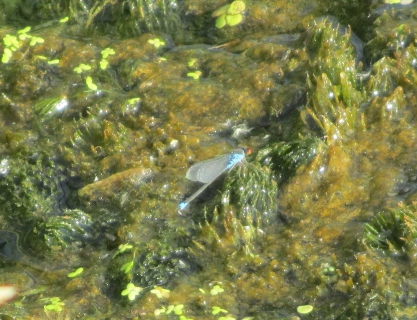 Erythromma viridulum - kis pirosszemű-légivadász