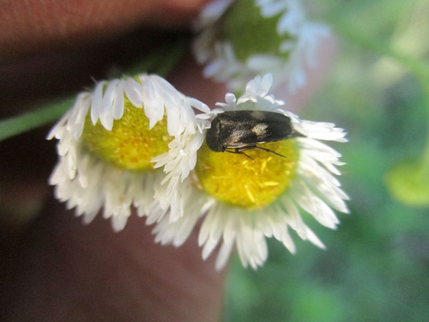 Variimorda villosa - szalagos maróka