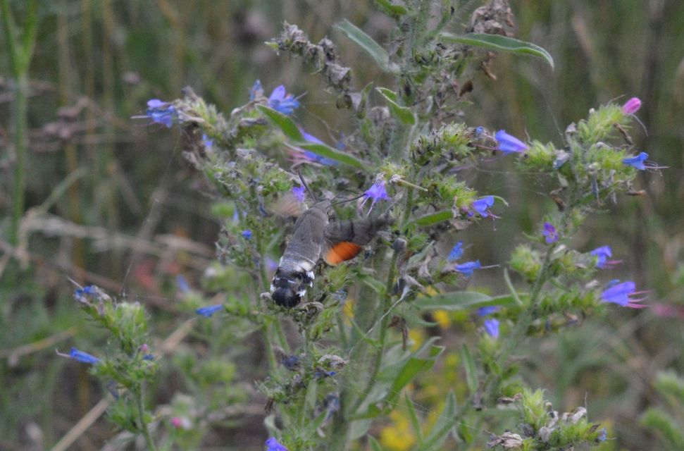 Macroglossum stellatarum - kacsafarkú szender Macroglossum stellatarum - kacsafarkú szender