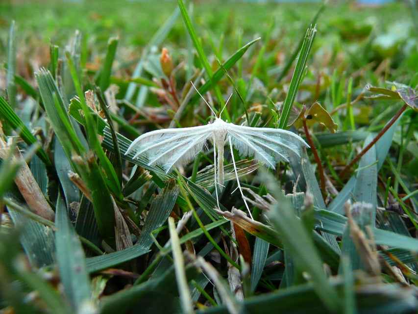 Pterophorus pentadactyla - fehér tollasmoly