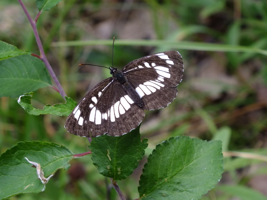 Neptis rivularis - nagy fehérsávoslepke