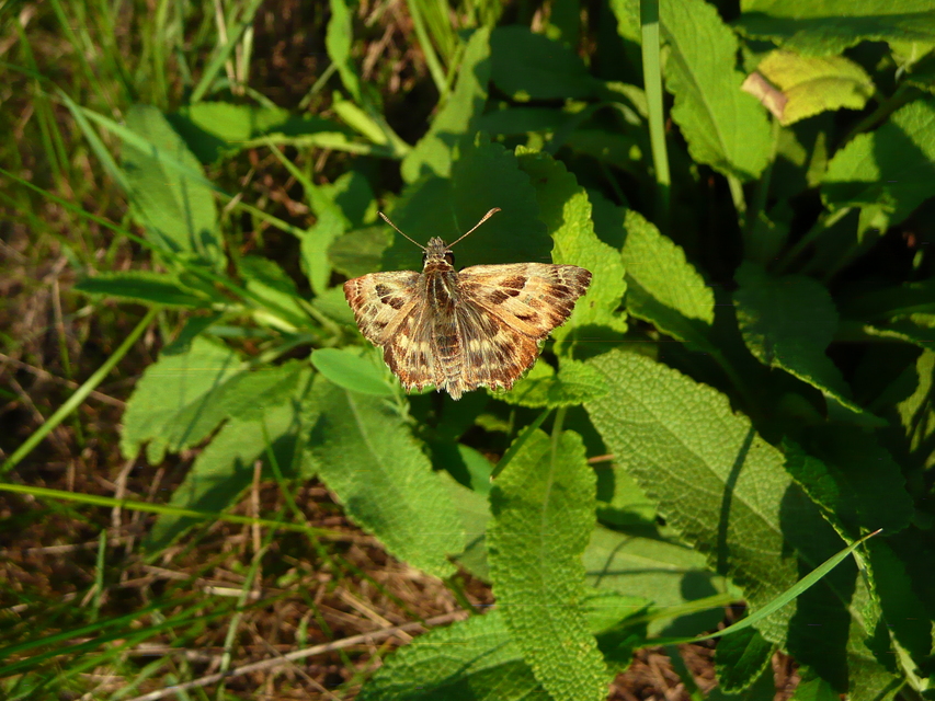 Carcharodus alceae - mályva-busalepke