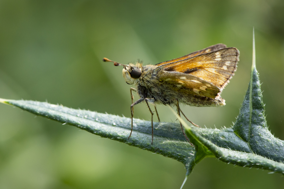Hesperia comma - vesszős busalepke