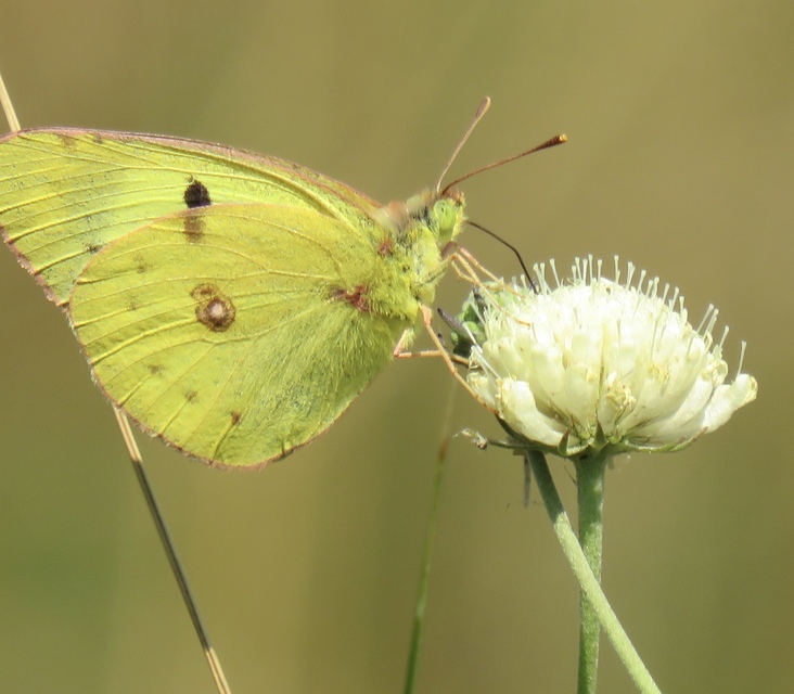 Colias alfacariensis - déli kéneslepke