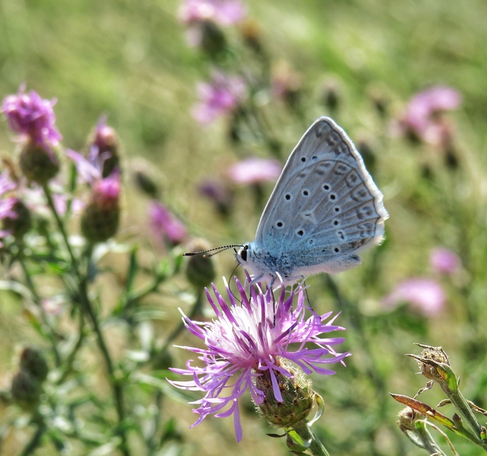 Polyommatus daphnis - csipkés boglárka
