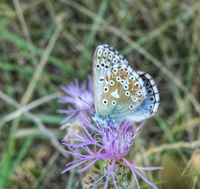 Polyommatus coridon - ezüstkék boglárka