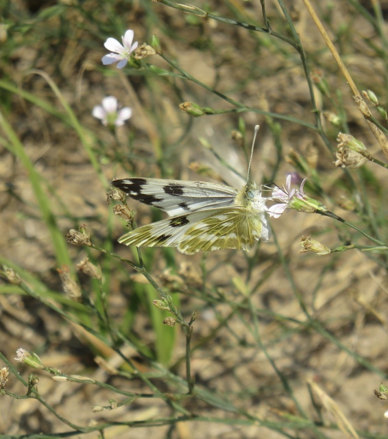 Pontia edusa - rezedalepke