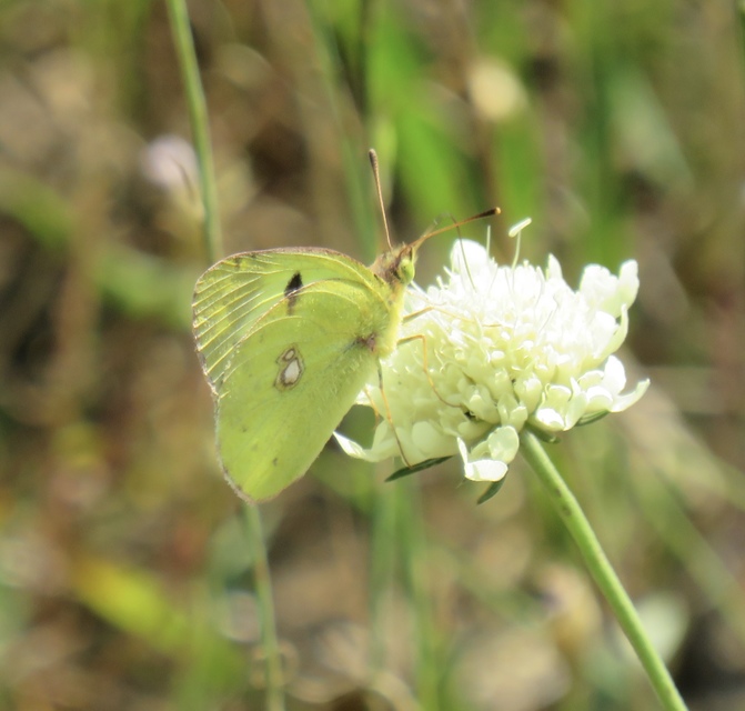 Colias alfacariensis - déli kéneslepke