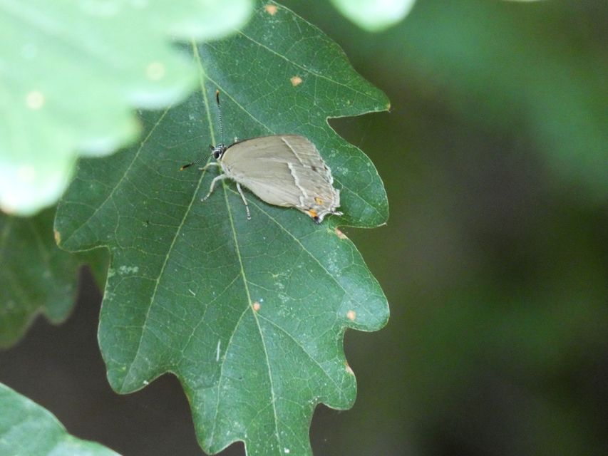 Neozephyrus quercus - tölgyfalepke