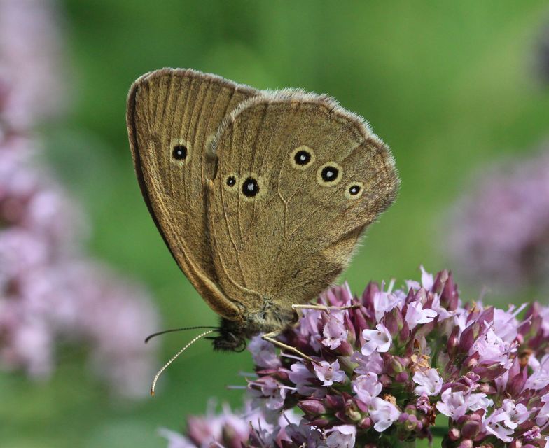 Aphantopus hyperanthus - közönséges ökörszemlepke