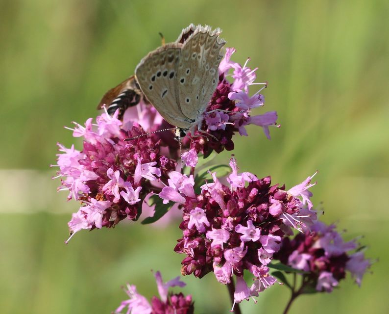 Polyommatus daphnis - csipkés boglárka