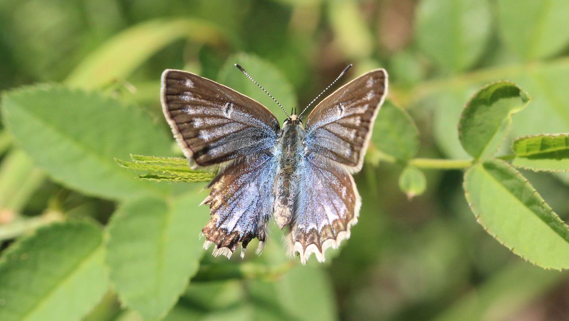 Polyommatus daphnis - csipkés boglárka