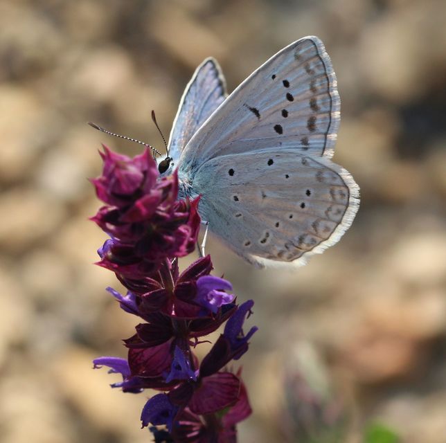 Polyommatus daphnis - csipkés boglárka