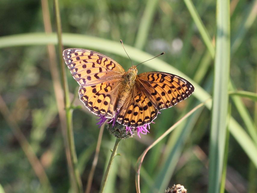 Argynnis aglaja - kerekfoltú gyöngyházlepke