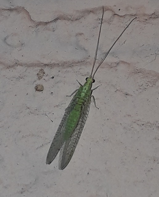 Chrysopidae - zöldfátyolkák