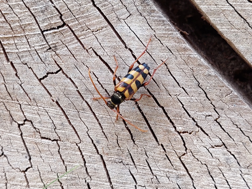 Leptura aurulenta - sárgaszőrű szalagoscincér