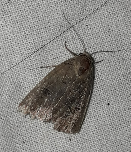 Athetis furvula - homoki lápibagoly